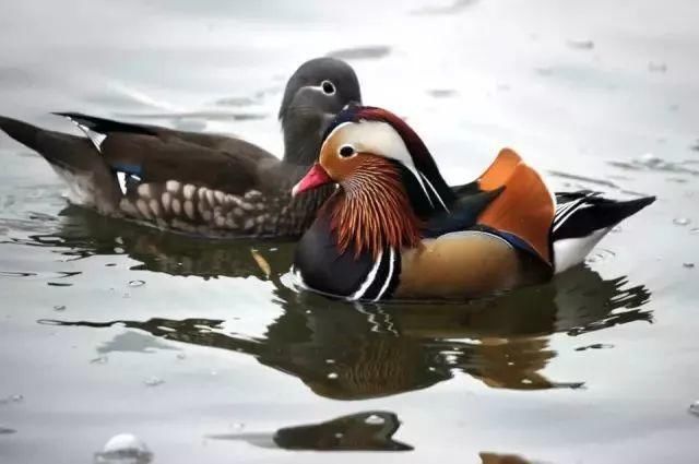 鸳鸯劫(深度好文)