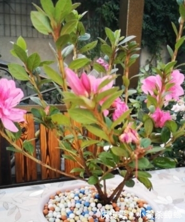 养殖|安酷杜鹃养殖要点与修剪方法,新手也能轻松养爆杜鹃花