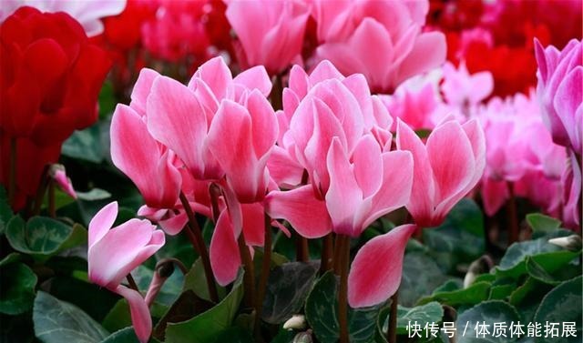 冬天花草别乱买，投资这几种，花期长，还很好养！