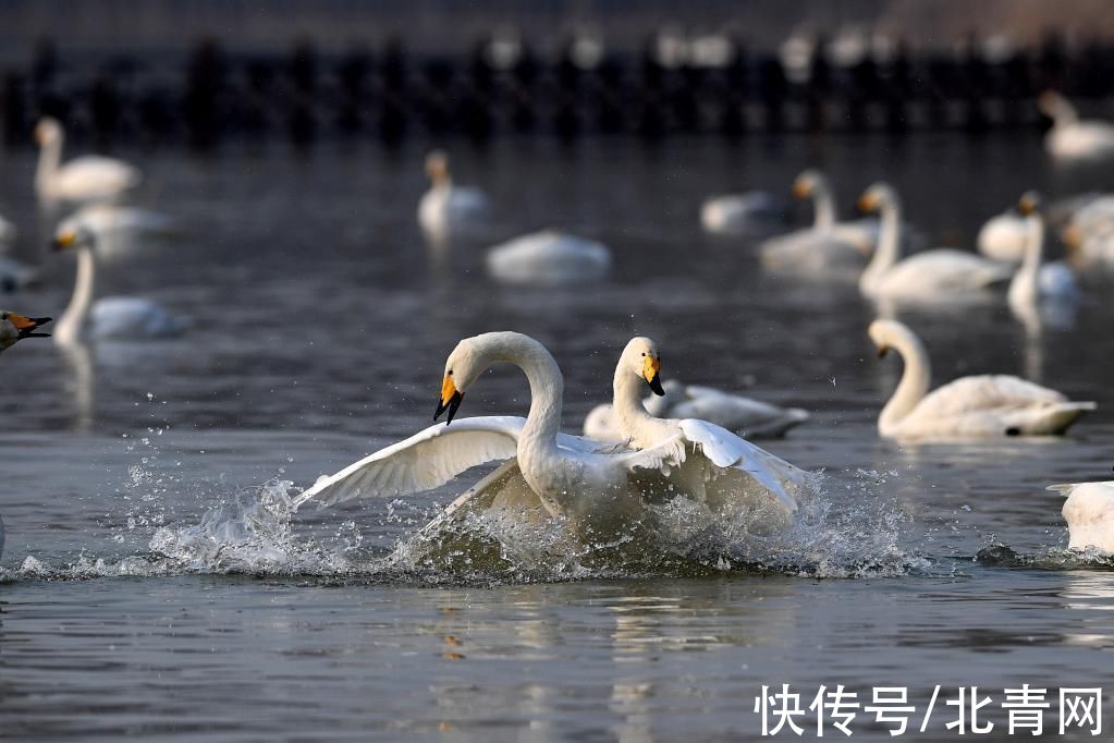 詹彦|“华北水塔”兴水记