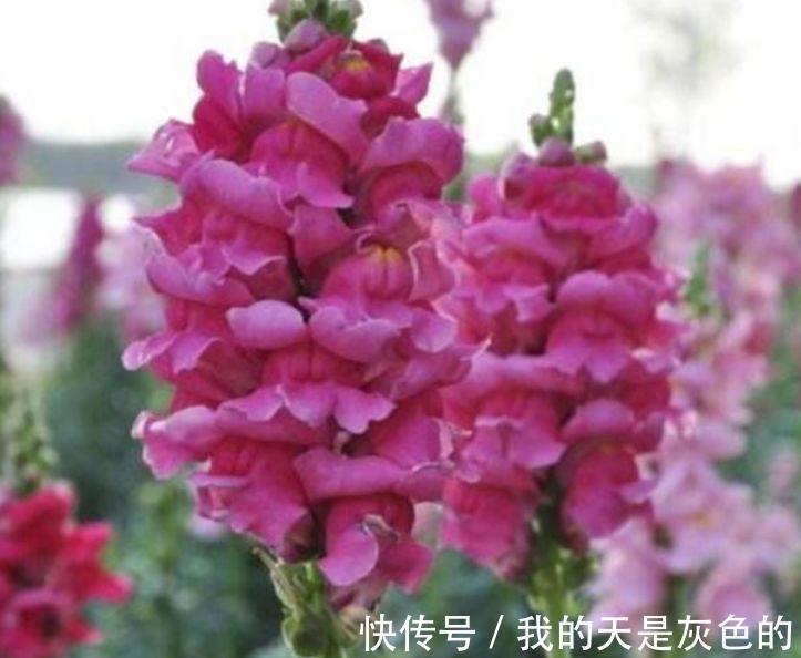 4种花美的出奇，不仅花好看，名字也好听，满树都是花朵，漂亮！