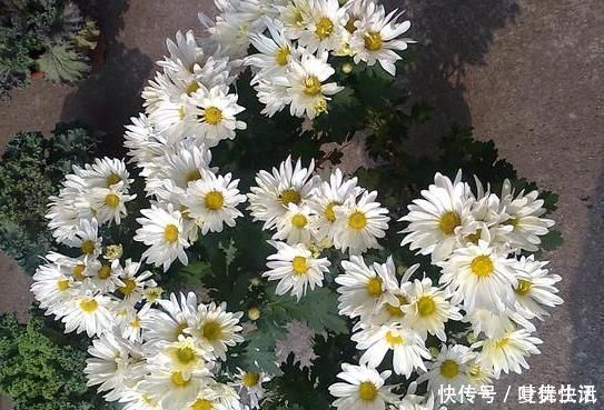 树桩|一鸣惊人的5种树桩盆景，好看还不贵，养家里奢华显档次!