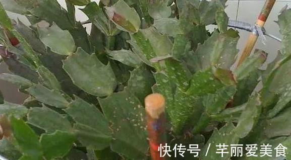 根部|养蟹爪兰,这么浇水不仅不会死,反而开花越来越多
