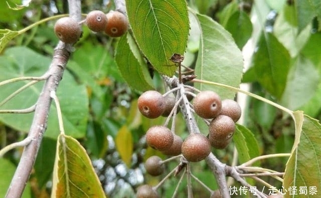 棠梨|山上的这种野果,我们叫它棠梨子,还能做糖葫芦,这种做法好吃
