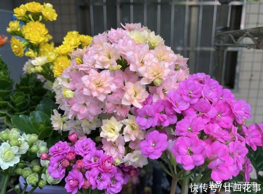 4种花夏天难养活，天一热就容易出问题，4月份就别入手了