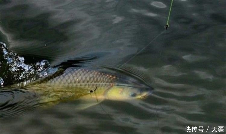 清明后钓草鱼3招必杀技,看完轻松爆护!