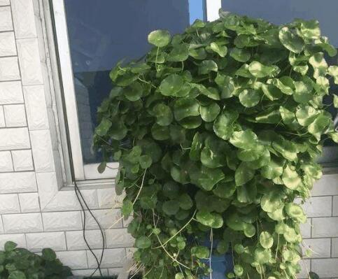 铜钱草叶子小，4个简单“小技巧”，一个月疯长爆盆，叶大又圆！