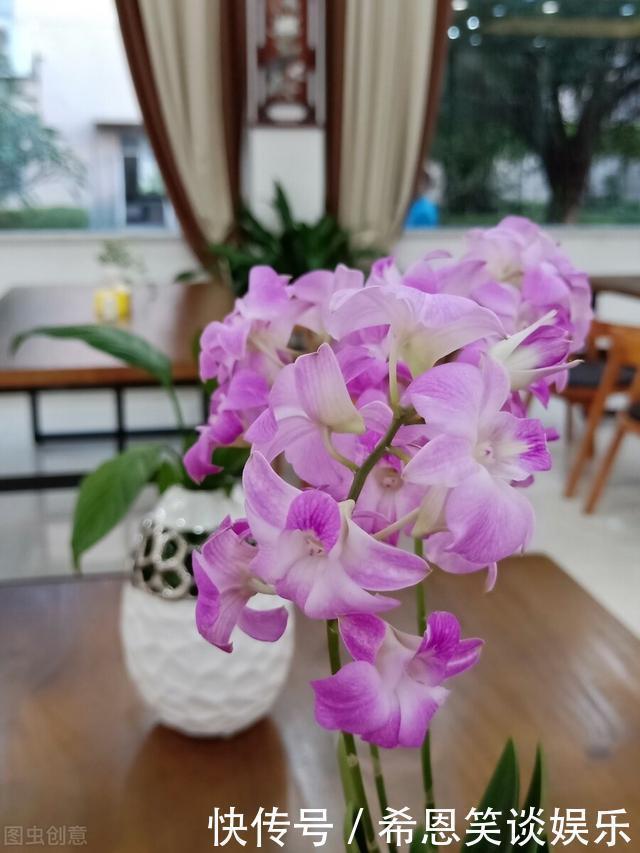 花草|“难养”花草名单已公布,是有些花友的最爱,劝你早放弃