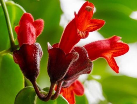 喜欢菊花,就养盆“珍稀名菊”蓝目菊,不黄叶猛开花,造型秀丽