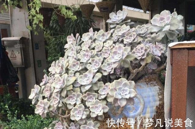 鹿角海棠|阳台养多肉不能错过的16种，全是名气大的品种，价格不贵还很美