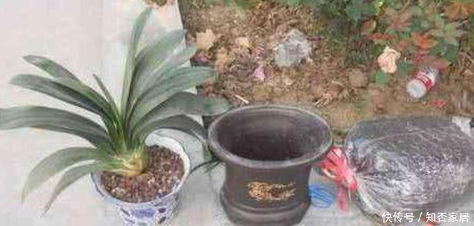 给花配土换盆的时候,4种东西别乱加,不然花卉难养好