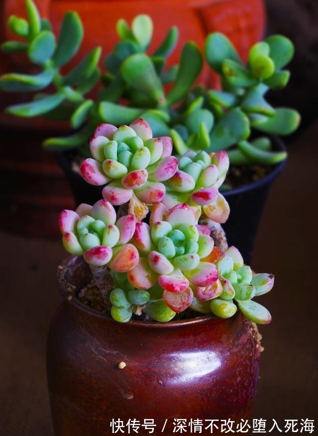 多肉冬天如果还浇水,还施肥,还受冻,那就等着叶片烂光光