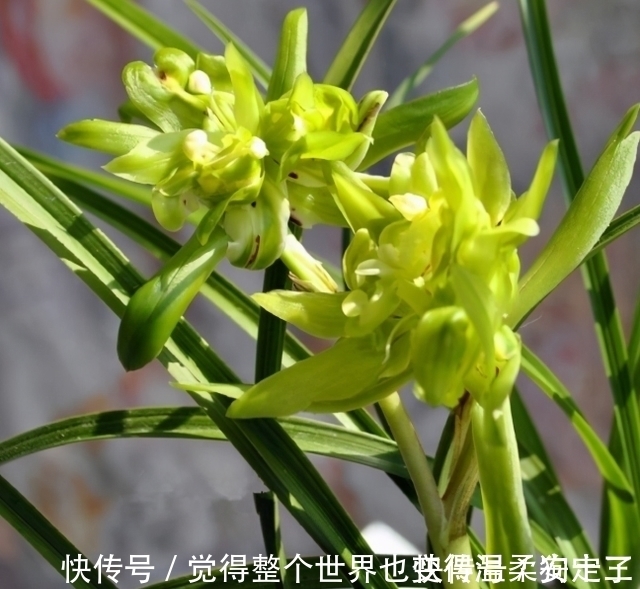 花色|喜欢兰花的,这个品种要入一盆,香气浓烈醇正,被誉为香花之王