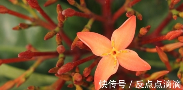 想要日子越过越火，春节后养“旺福”的宝贝花，一年旺气不请自来