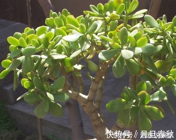 龙骨花|这三种花,虽然”丑“,但却能“镇宅”,还能吸收甲醛,值得养!