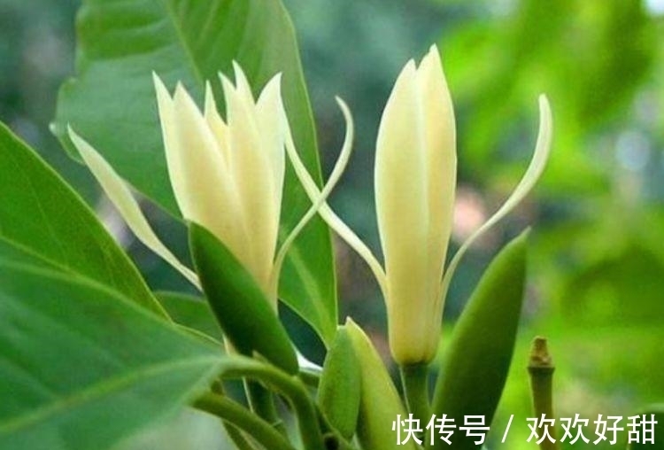 如果爱|4种花对待新手很友好,沾土就能活,开花就爆盆,不易生病好养护