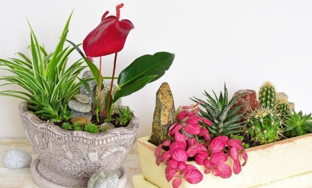 阿司匹林|这5样“小药丸”不值钱,过期了却仍能磨粉养花,好处多多