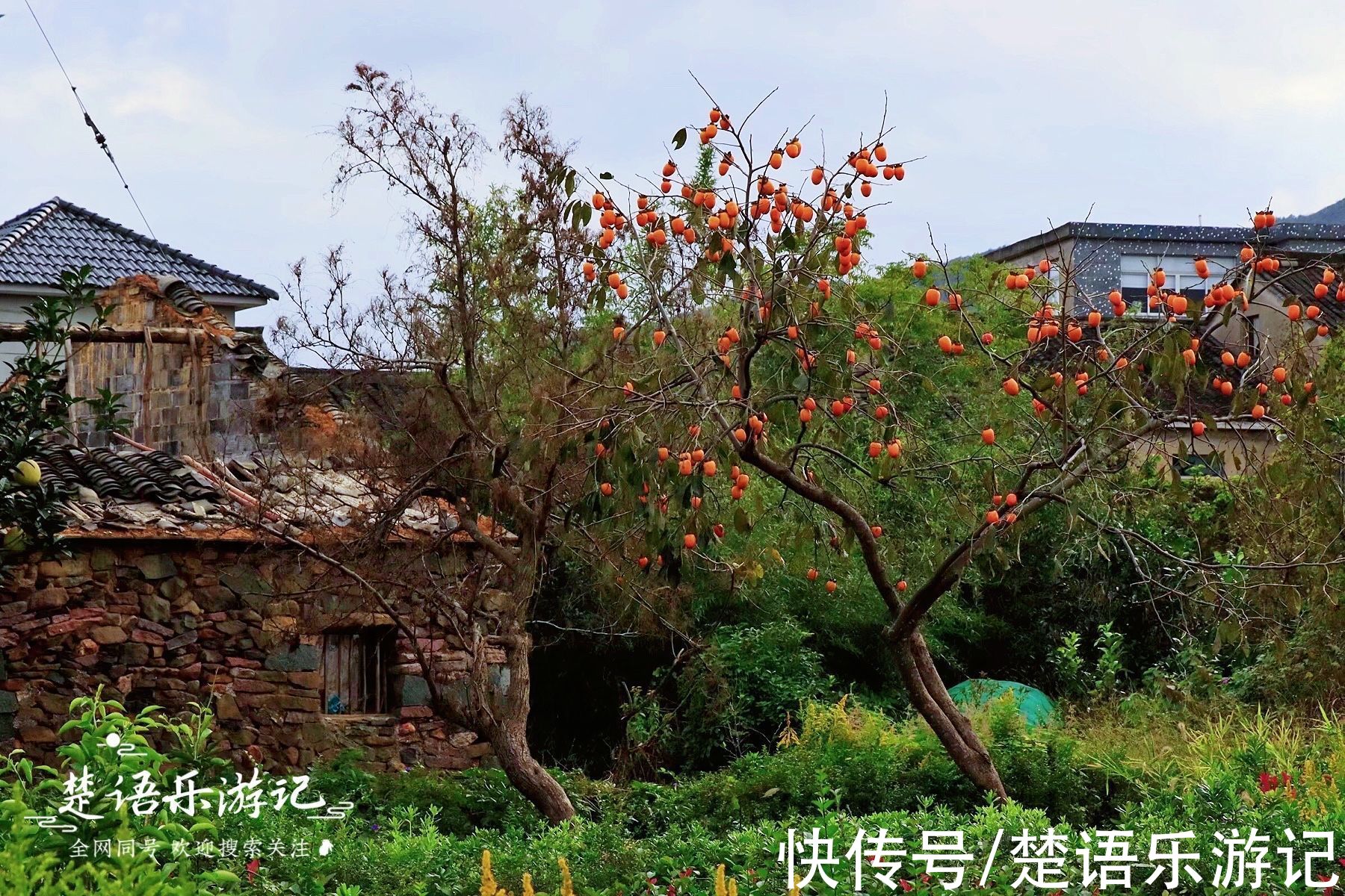 浙江这个古村被田野包裹，饱含田园风情，百亩梯田成为独特风景