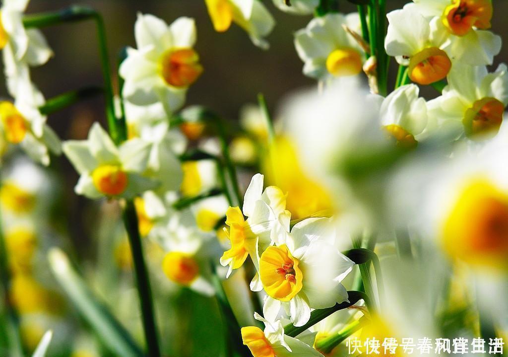 凌波|此花所代表的是思念,也是深深的爱恋,是很传统的花卉