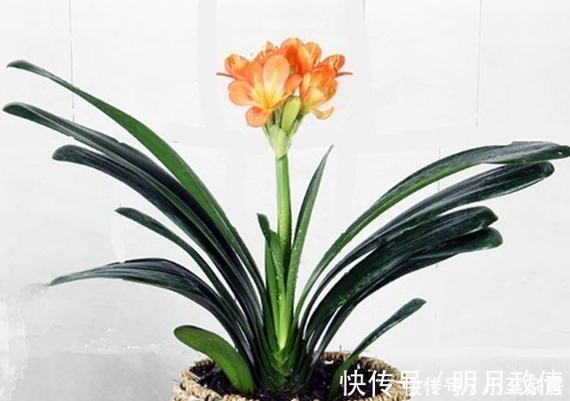 养花|养君子兰、兰花和蟹爪兰不用别肥,就用两种,实实在在的好