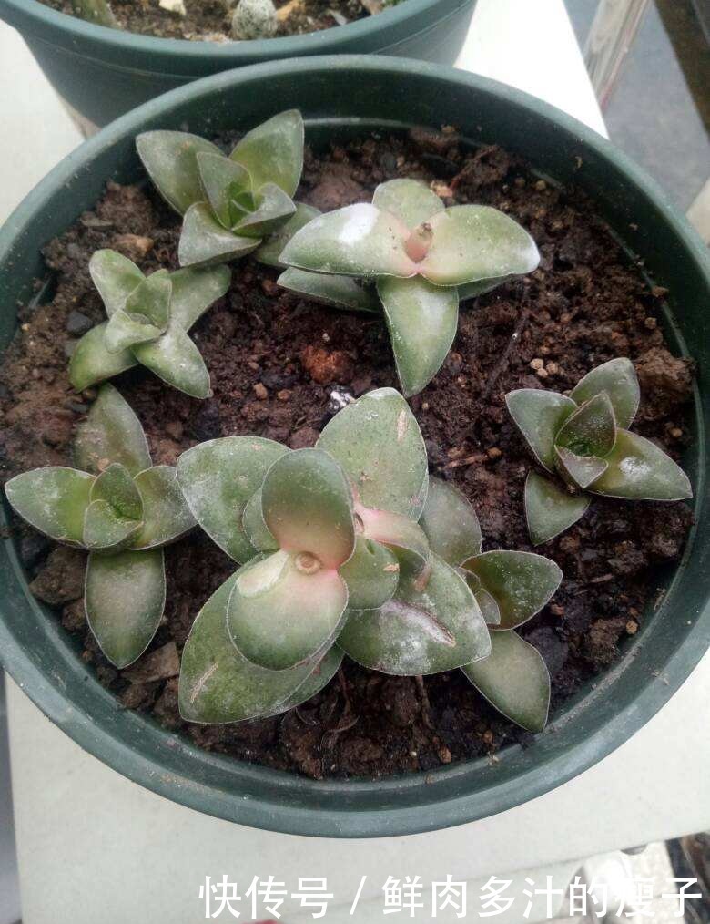 养多肉该不该砍头,什么时候砍头合适?