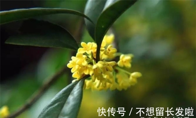 京城#王维两首桂花,都写了桂花落,却是一春一秋,春天有桂花吗?