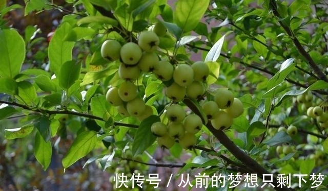 八棱海棠是美化风景的首选观赏树,有极高的观赏价值