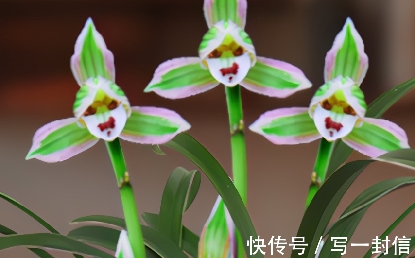 双色|极为少见的多色兰花,金边线艺,花香醉人,引得很多养花人喜爱它