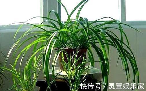 光照|新手学养花，6种“练手花”随便养，做好“功课”，秒变“高手”