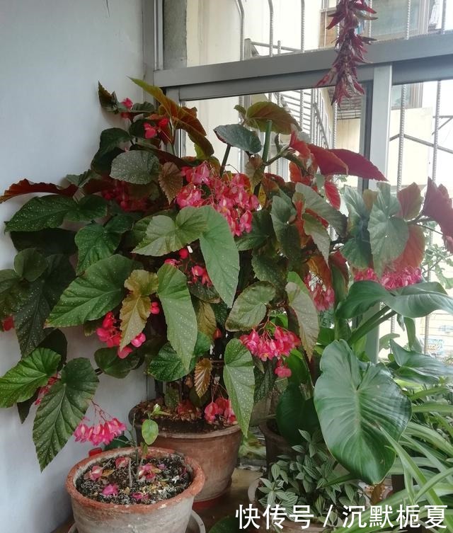 开花最勤的室内盆栽,全年开花,观赏价值高,栽培容易,值得入手!