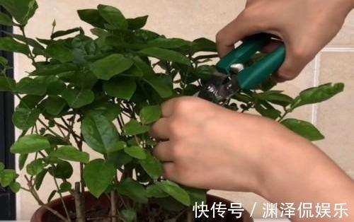 矮化茉莉的手法,只需这里“剪一下”,植株矮壮,发满“花芽”