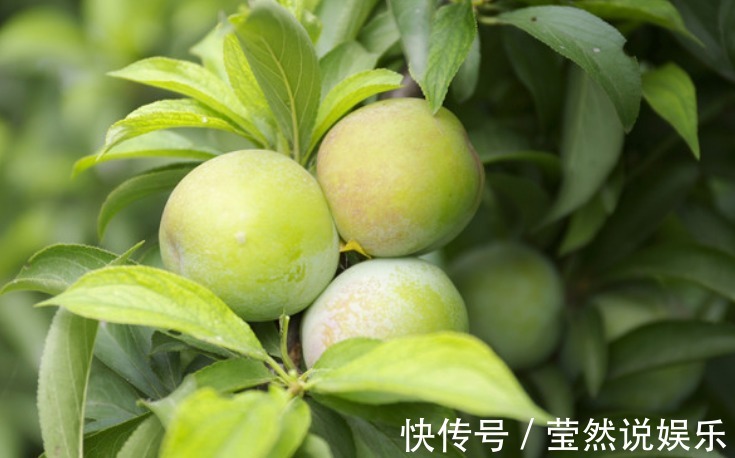 润肺|立秋后，咳嗽痰多很难受，莫慌！不妨多食此果，润肺止咳，降血压