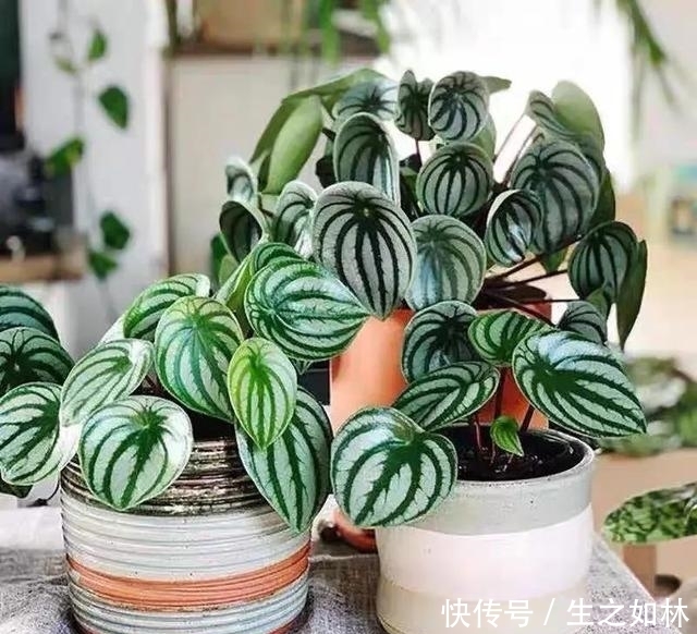 家里养几盆西瓜皮椒草,耐阴又好养,叶片自带花纹,清新又可爱