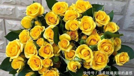 新手养花，不如养盆花中精品“梦幻芭比”，鲜艳明亮，花美色艳