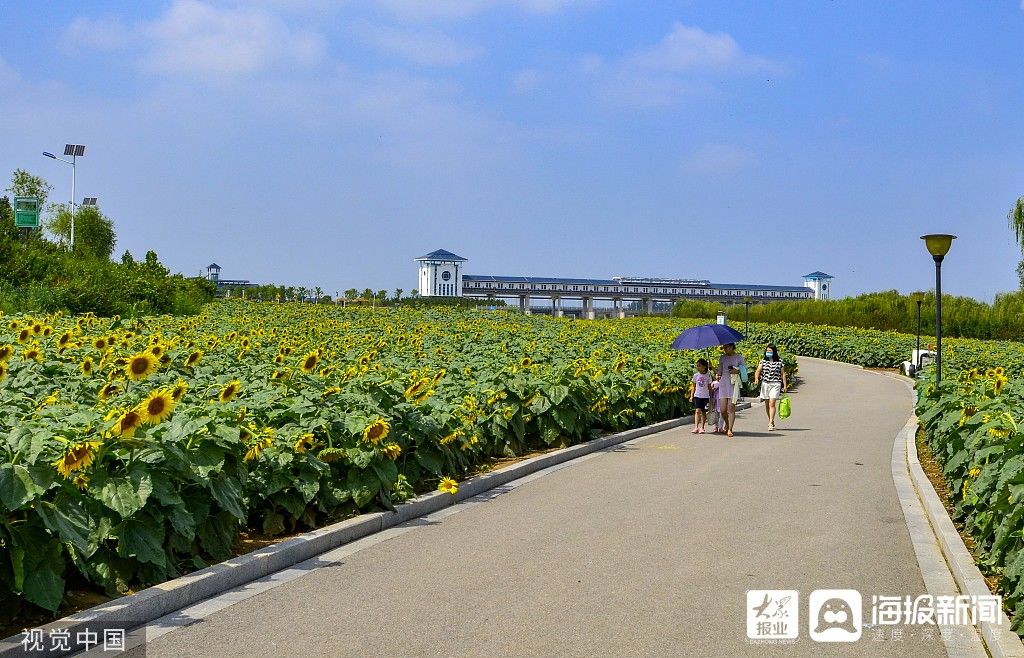 花海|图看日照｜沭河湿地百亩向日葵花开正旺