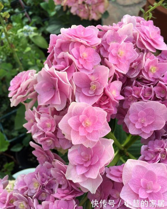 贝拉|家里有院子,建议养这5种花,高级的私家花园至少养一种