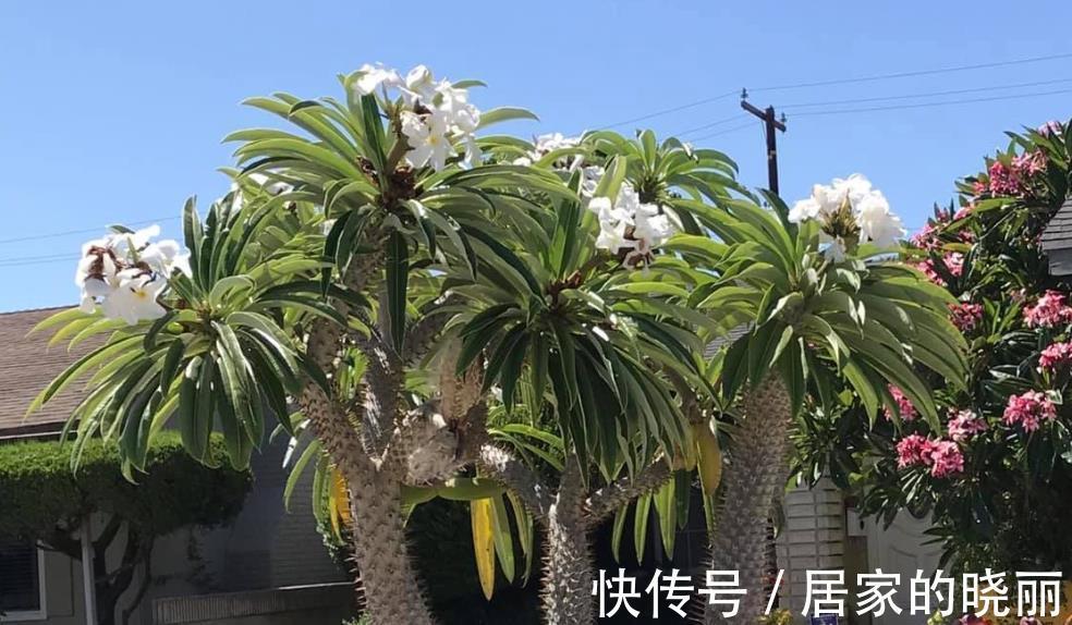 火山石|做一个多肉植物庭院,省心省事好打理,满满的异域风情