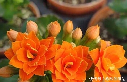 家里养这6种花,冻一冻开花更漂亮,冬天也有花赏!