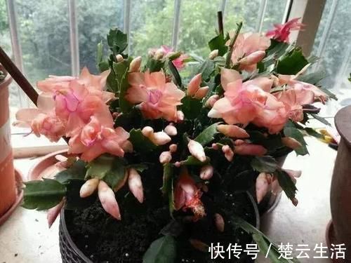 蟹爪兰不开花，盆里扔个“蛋”，变成“钢锯叶”，花开满枝头！