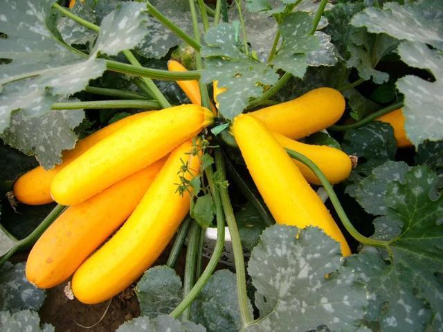 阳台种盆菜,比花还好看,结果还能吃,别提多美了