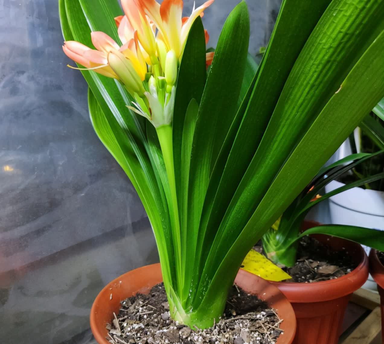 “一等养花肥”从不需花钱买，亲自动手制作，效果好还不烧苗