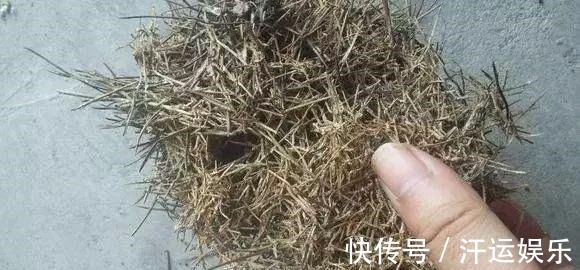 花盆里垫上5样东西,连营养土都不用买,植物不烂根花朵爆盆
