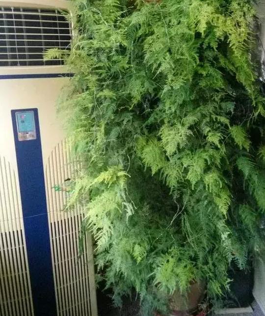 盆栽养花小技巧碰到难题别退缩,学会4招就可轻松解决掉