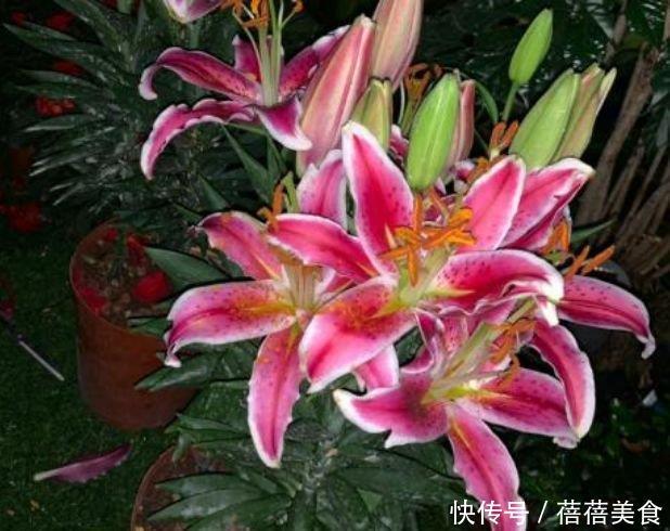 世上公认最美的4种花,好打理,易爆盆,花开不断