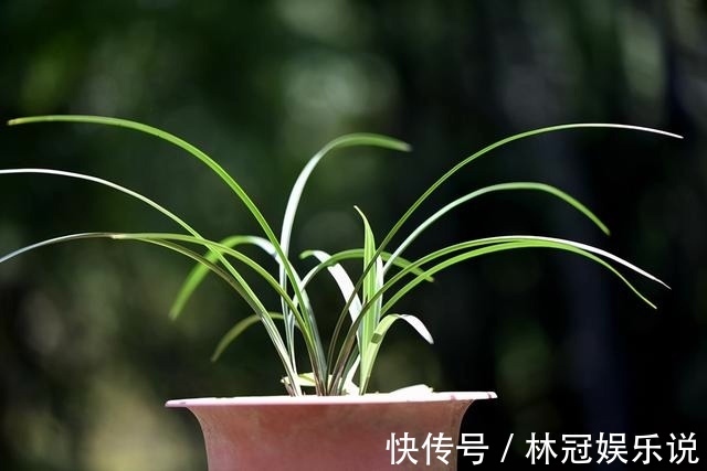 观赏价值|兰花怎么修剪整容三步骤三注意,兰友掌握就不难