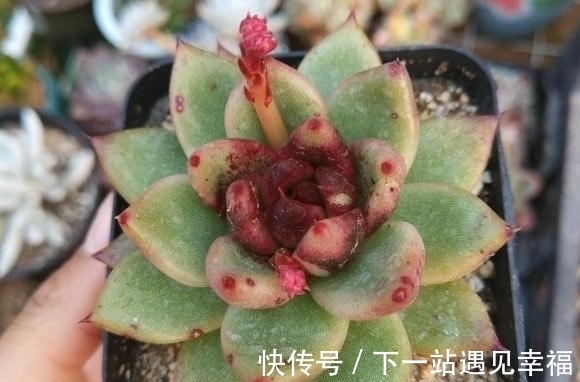 多肉植物|4种不常见却很美艳的多肉,我只养过2种,虽然贵但是不后悔