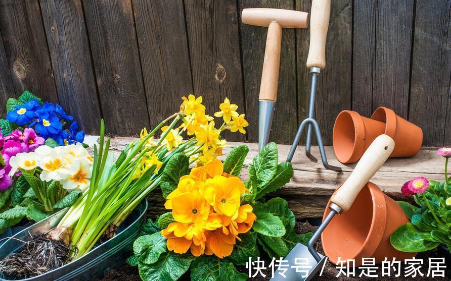 羊粪|有1种农家肥,含氮多,适合养花,腐熟后盆栽啥植物都用得上