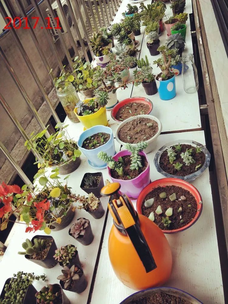 每次的剁手都是忍无可忍，无需再忍！买买买！静待肉美！