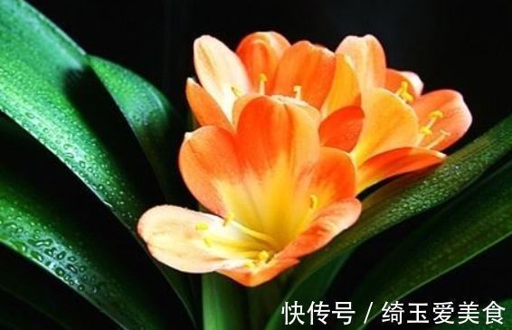 4种美丽的花,开花幽香暗淡,花型圆滚惹人爱,值得拥有