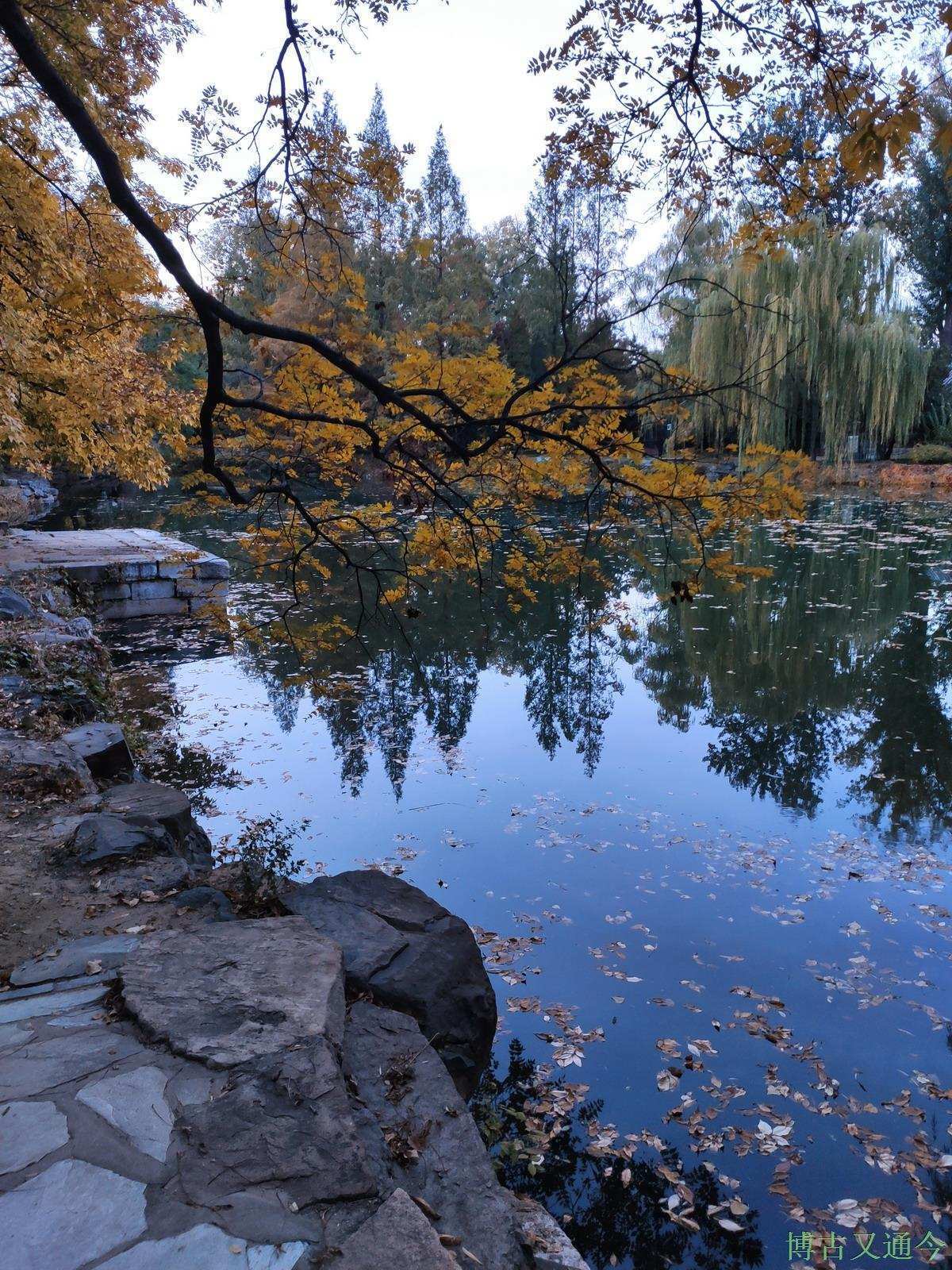 夜游颐和园拜访各处园猫，昆明湖边进入蓝色梦境